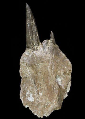 Xiphactinus Pre-Maxillary with Tooth - Smoky Hill Chalk, Kansas #64315